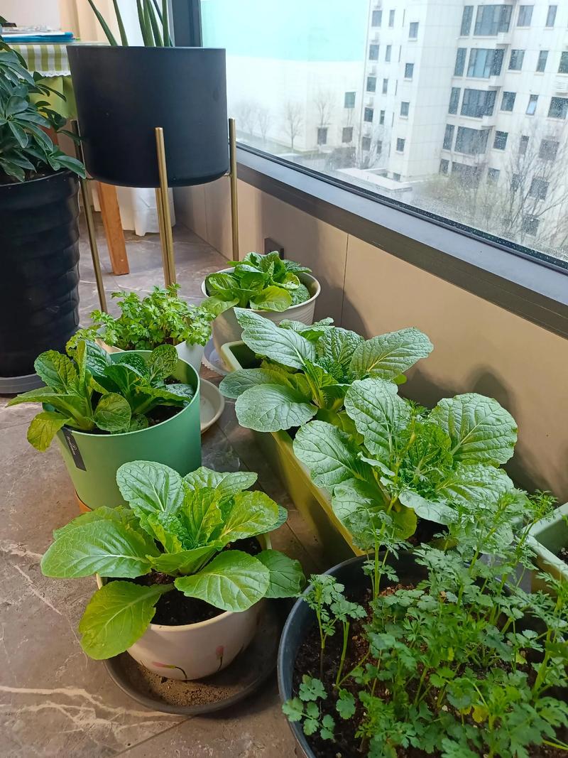大棚造价：揭开农业设施的秘密