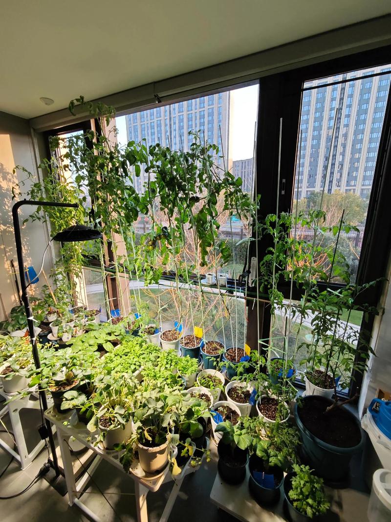 有机蔬菜种植：引领健康潮流