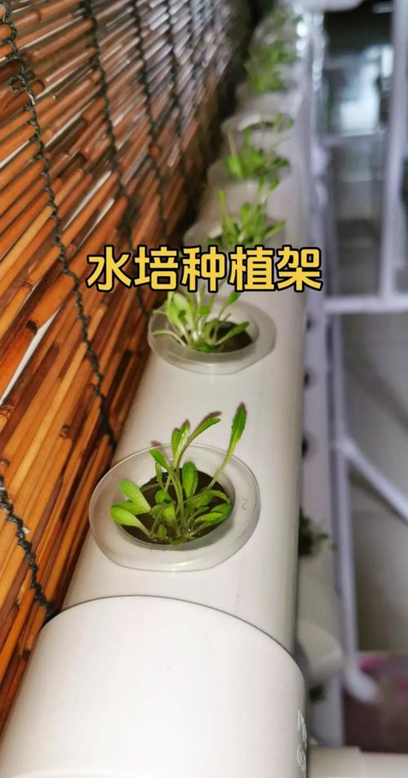 智能温室：农业的未来增长引擎